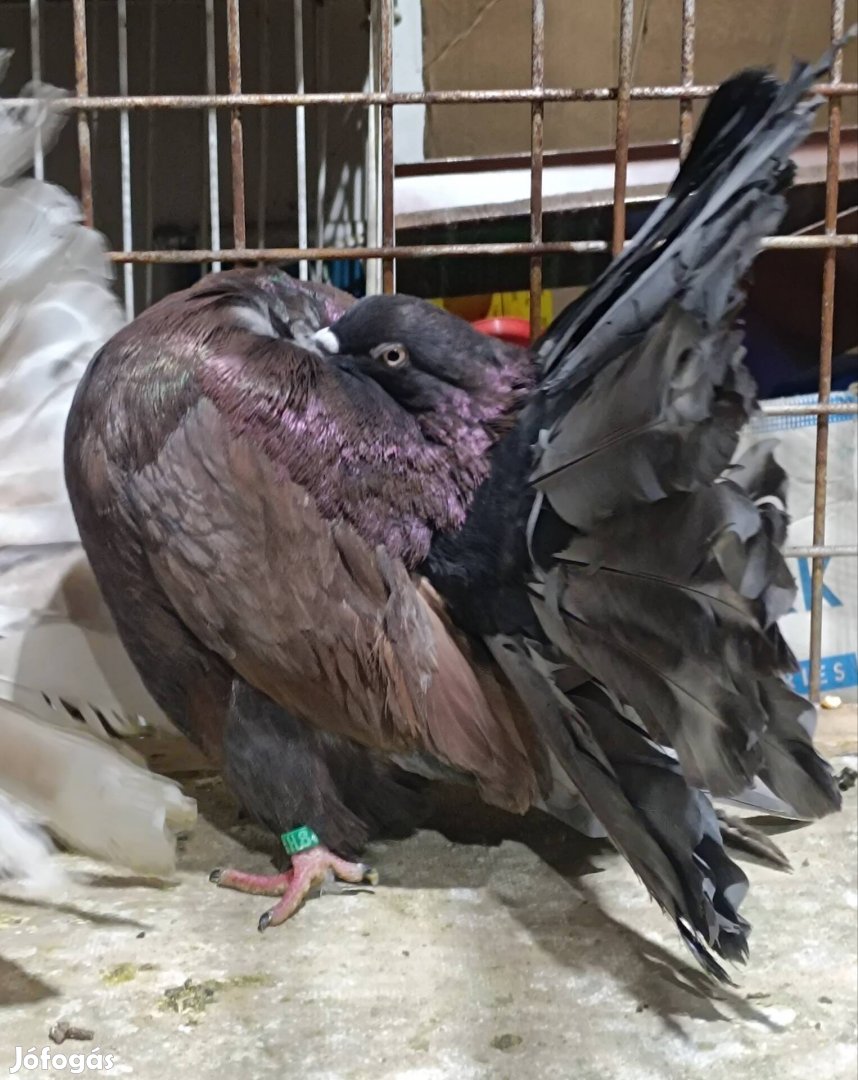 Pávagalamb eladó.