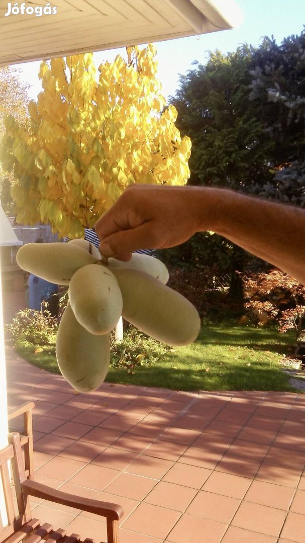 Pawpaw, indián banán mag