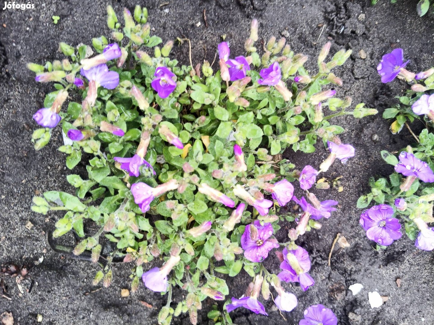 Pázsitviola télálló virág