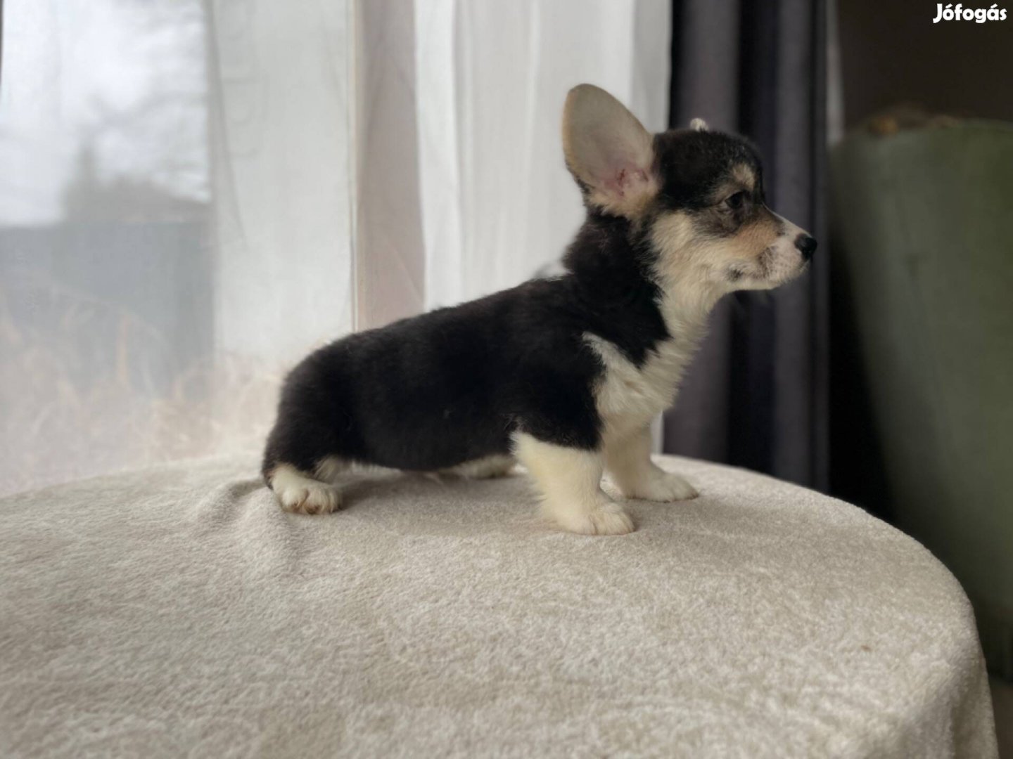 Pembroke Welsh Corgi Törzskönyves Kiskutyák