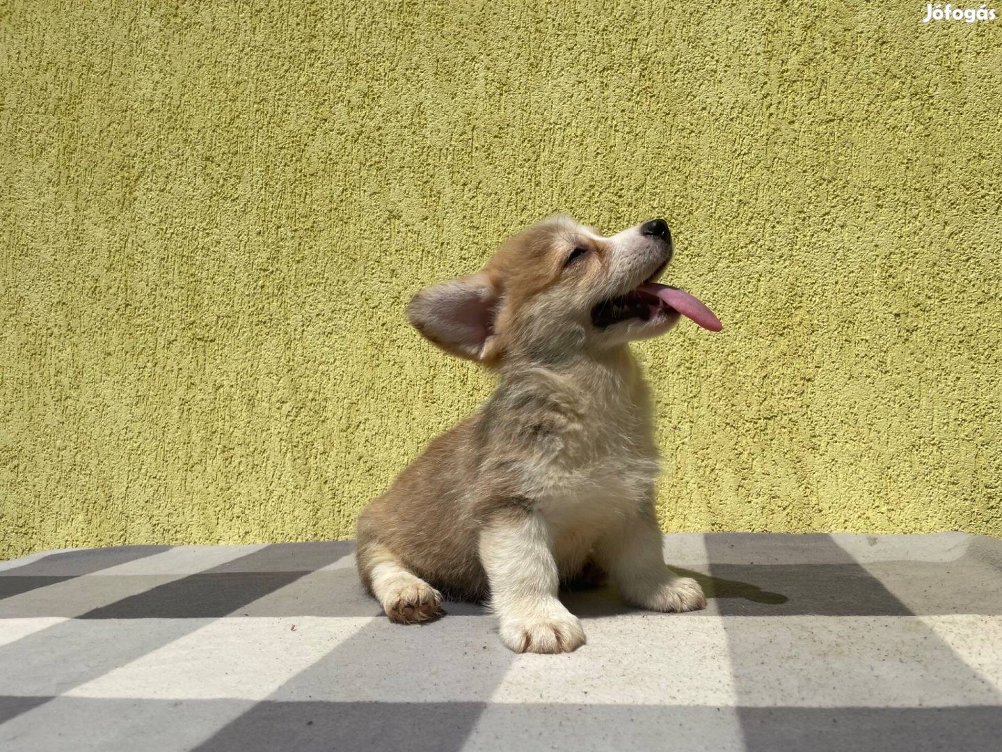 Pembroke Welsh Corgi Törzskönyves Kiskutyák