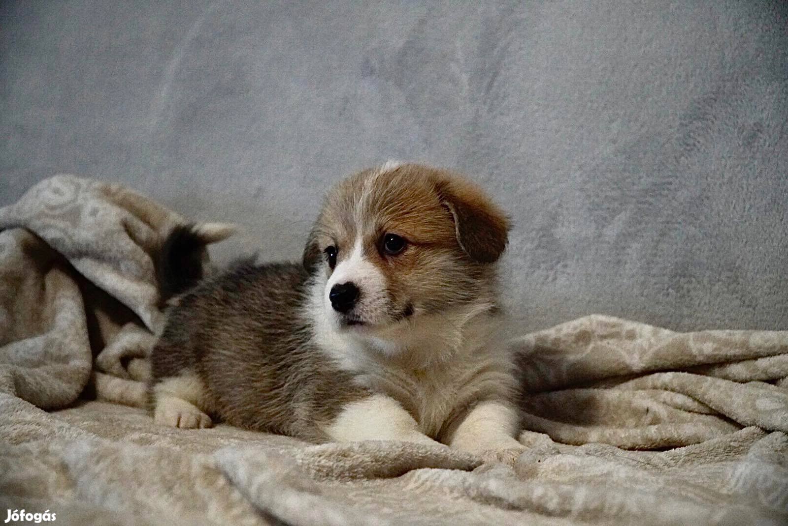 Pembroke Welsh Corgi Törzskönyves kiskutyák