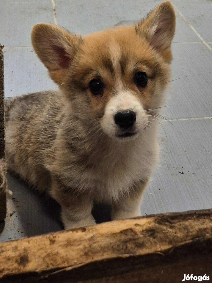 Pembroke welsh Corgi