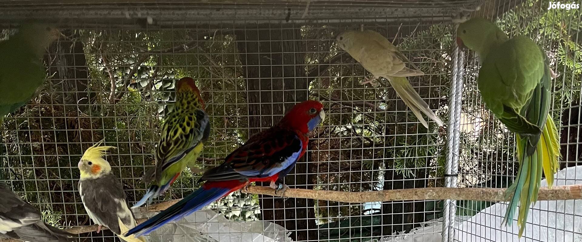Pennant papagáj