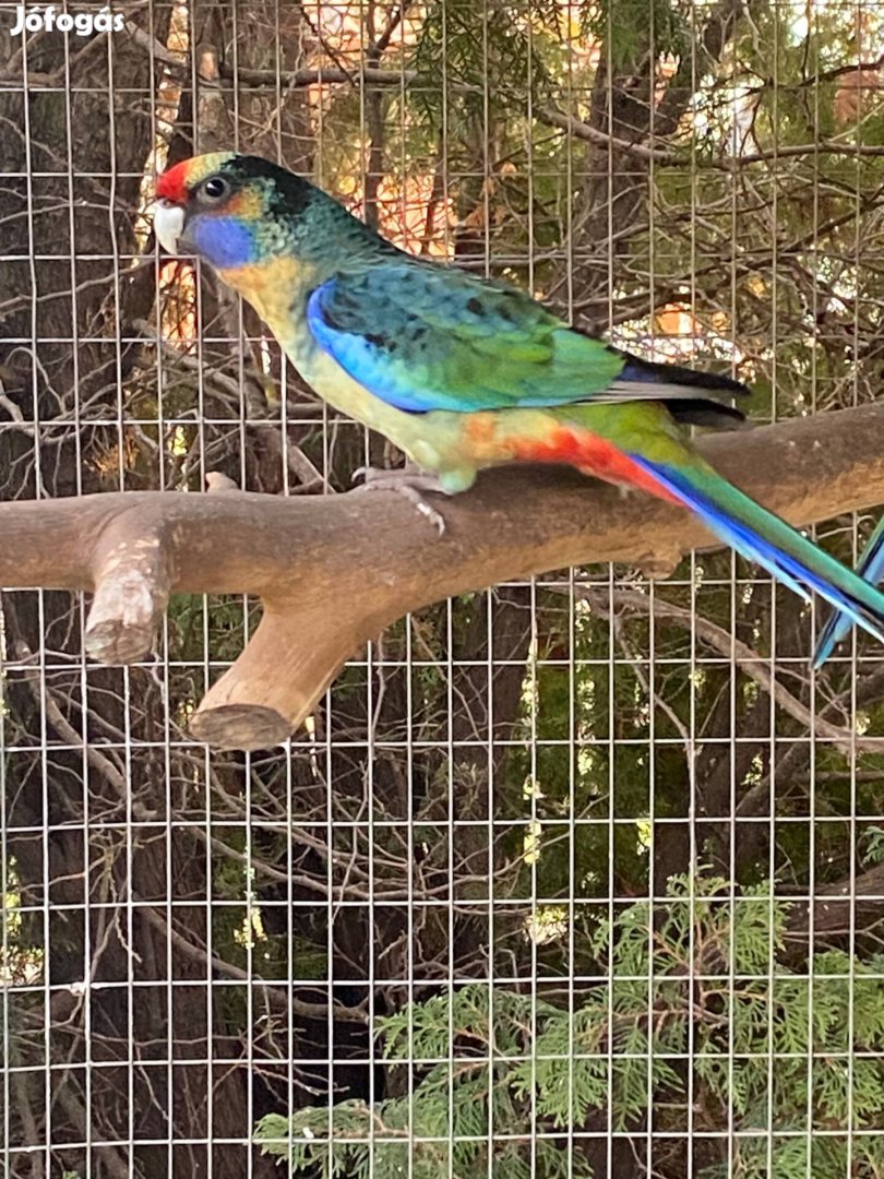 Pennant papagáj