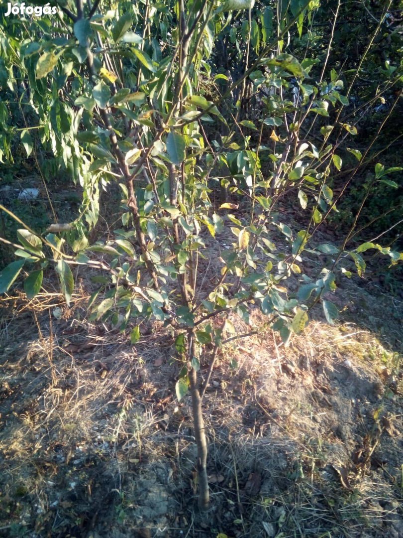 Penyigei szilva fa csemete eladó