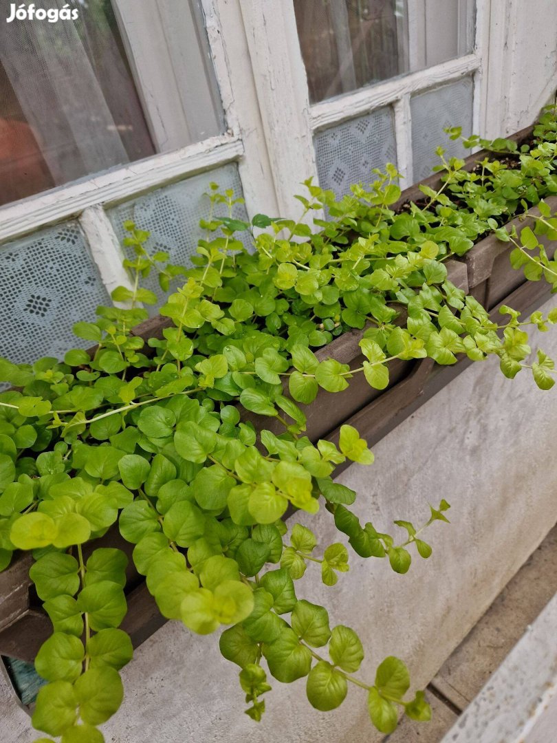 Pénzlevelű lizinka (Lysimachia nummularia) csüngő, talajtakaró évelő