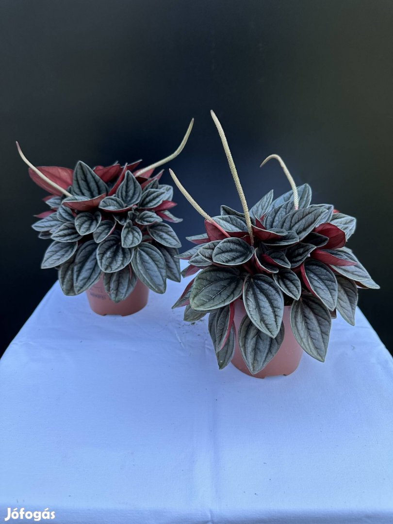 Peperomia Caperata