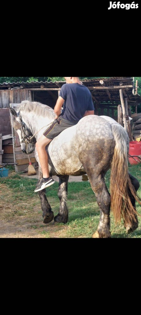 Percheron 4 éves csődör