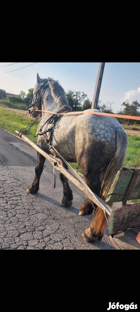 Percheron 4 éves csődör csikó