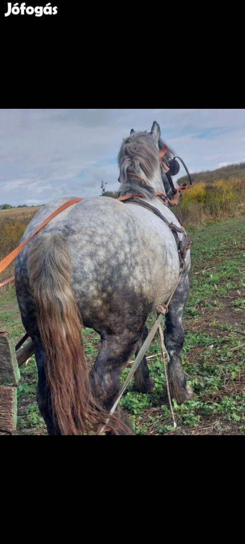 Percheron 4 éves mén