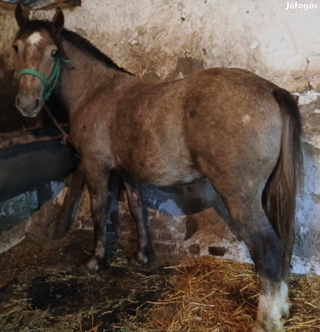 Percheron félvér csödör csikó