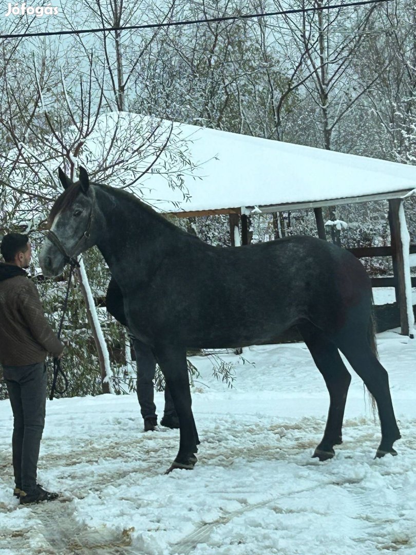 Percheron kanca eladó