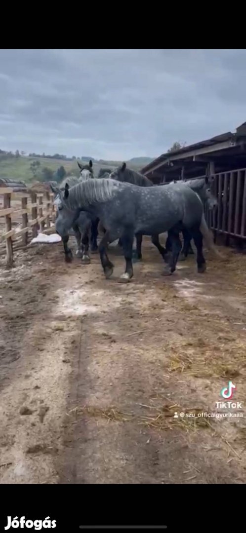 Percheron kancák