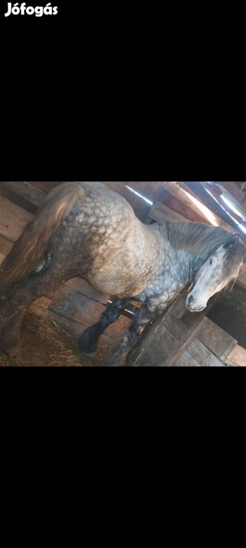 Percheron mén