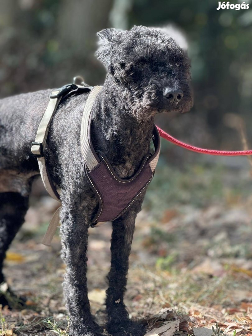 Percy 6 éves puli keverék ivartalan kan