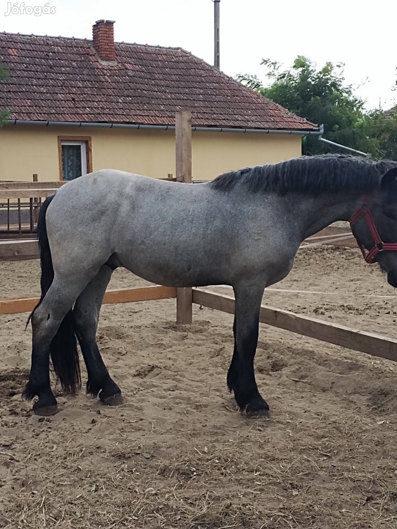 Perselon csődör csikó 17 honapos