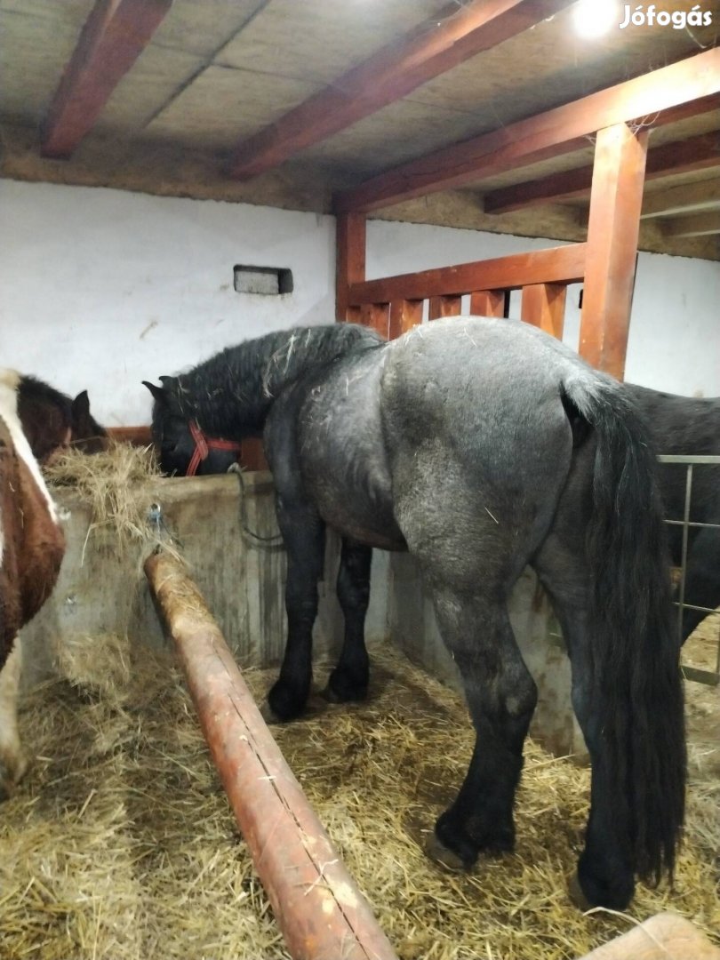 Perselon csődör csikó 17 hónapos utleveles csípes 