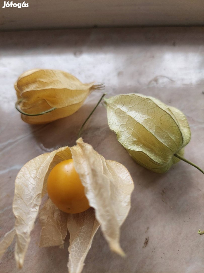 Perui földicseresznye mag. ,,Physalis,,