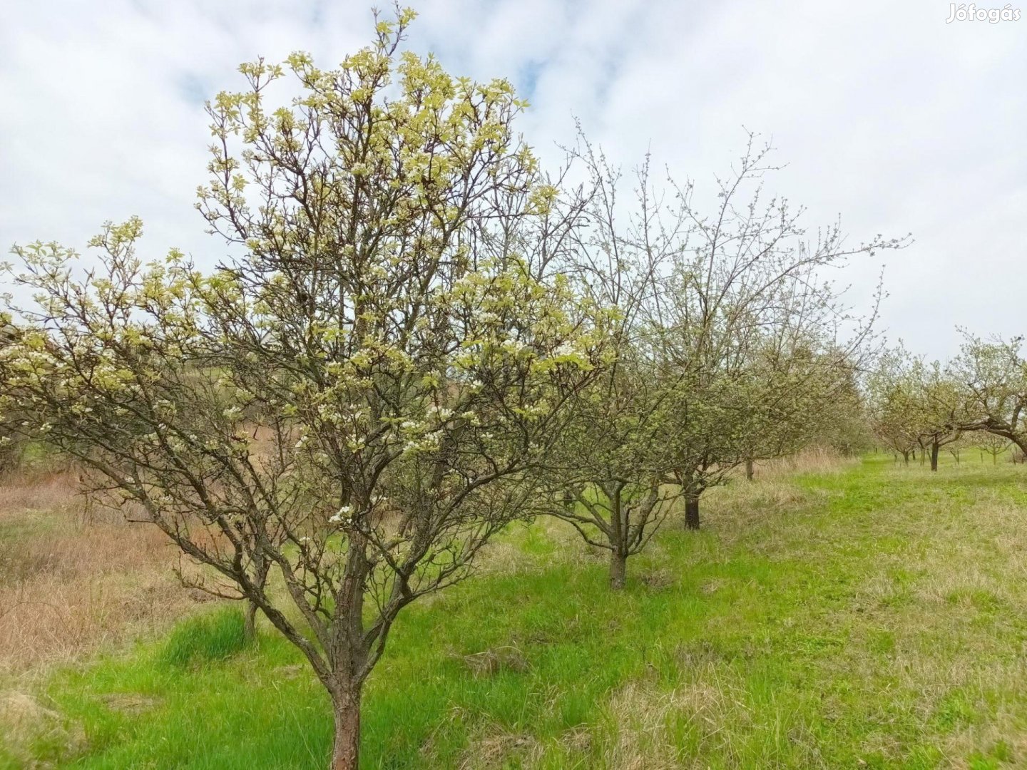 Pethőhenye Hosszúhegyen panorámás zártkerti telek eladó