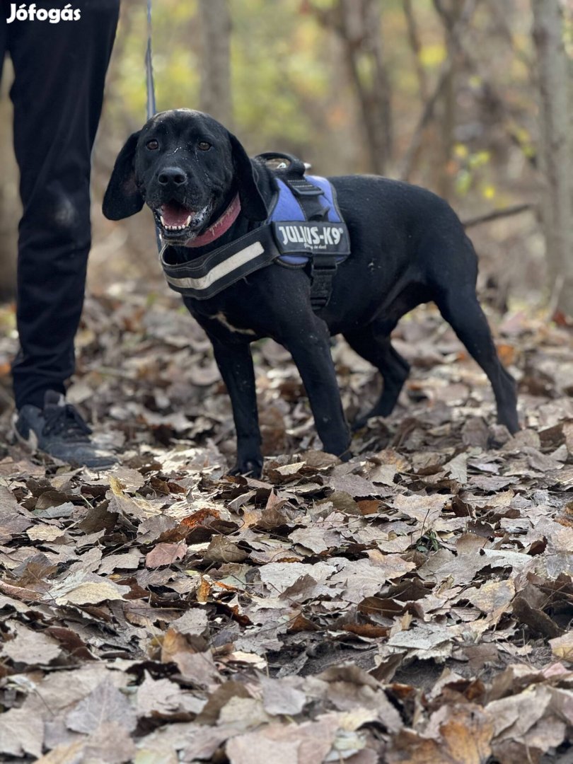 Peti 4 éves labrador, beagle keverék ivartalan kan