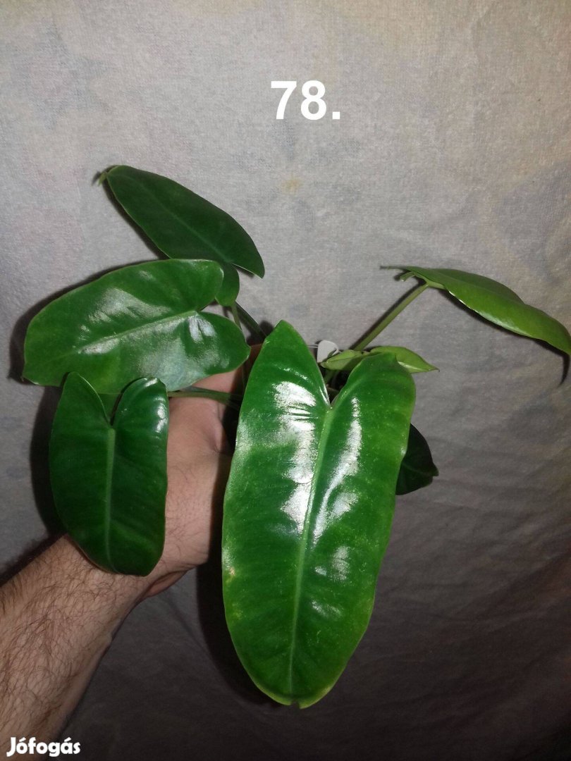 Philodendron burle Marx 78.sz