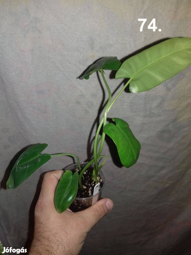 Philodendron burle marx 74.sz