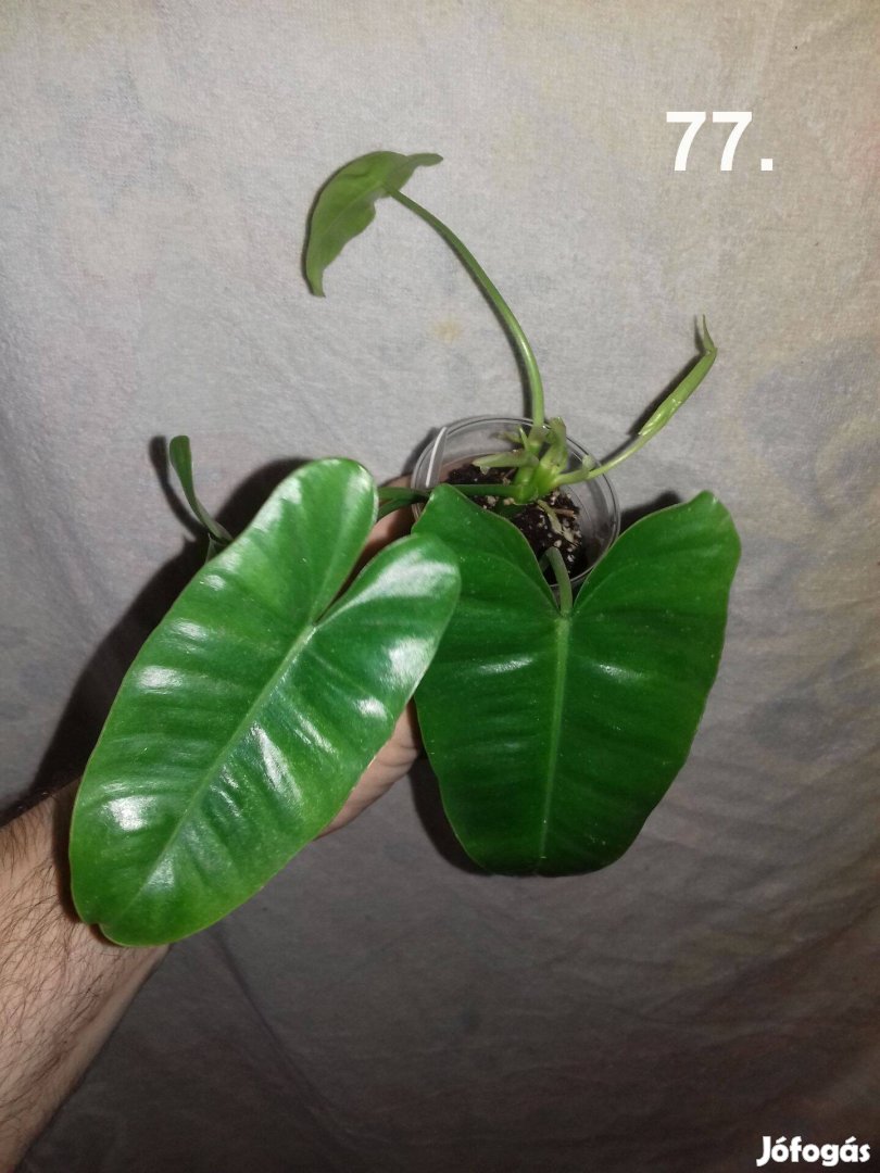 Philodendron burle marx 77.sz