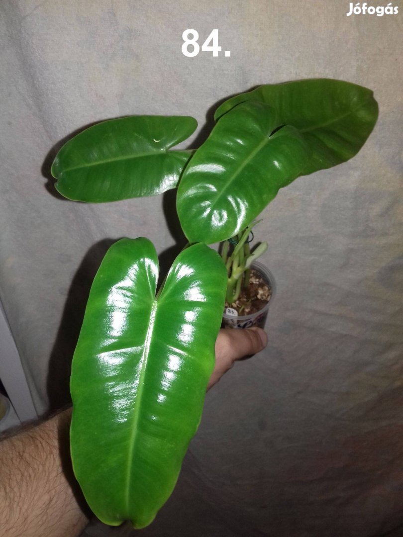 Philodendron burle marx 84.sz