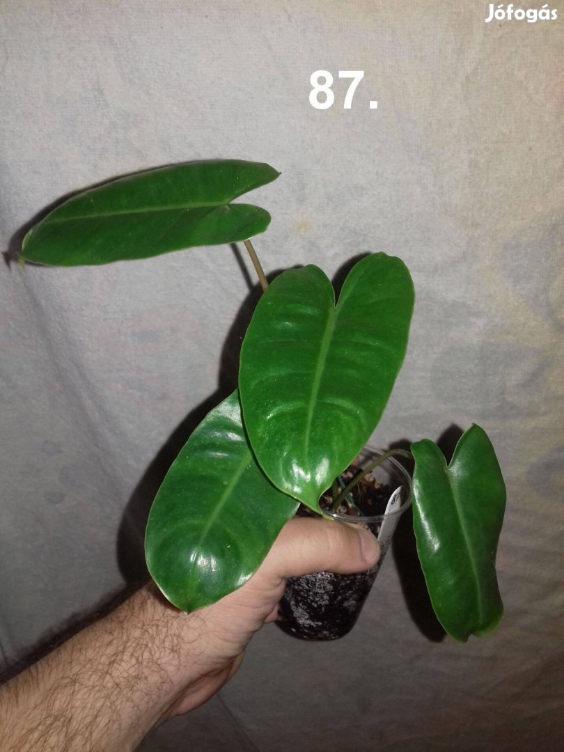 Philodendron burle marx 87.sz