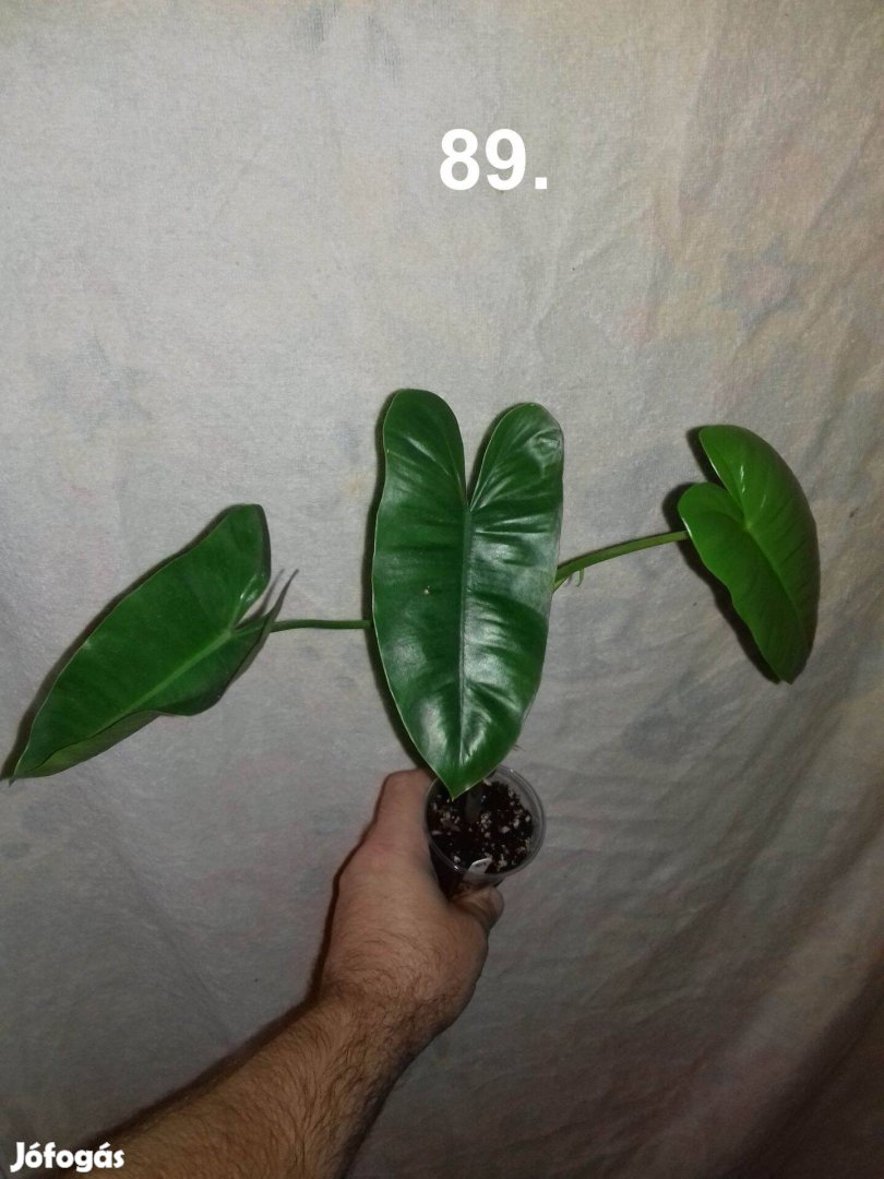 Philodendron burle marx 89.sz