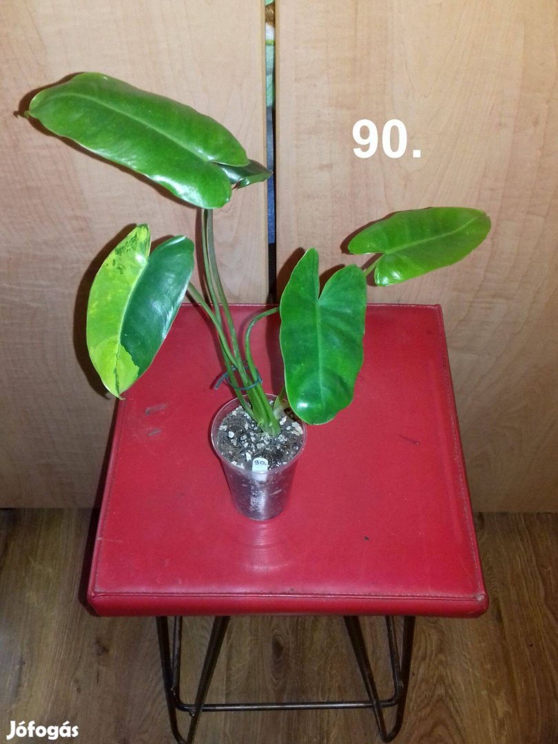 Philodendron burle marx variegata 90.sz