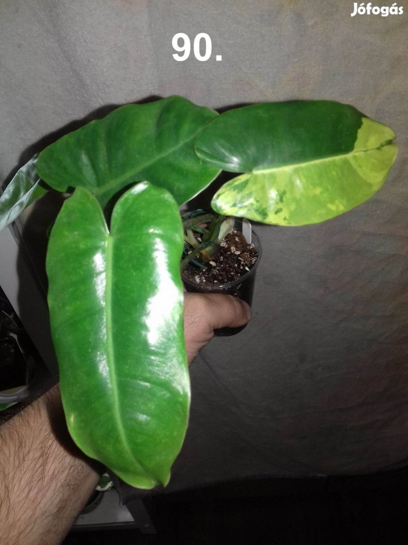 Philodendron burle marx variegata 90.sz