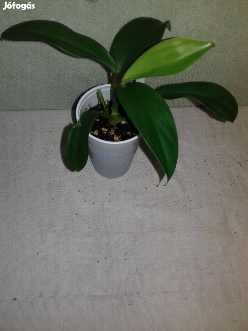 Philodendron emerald green 18