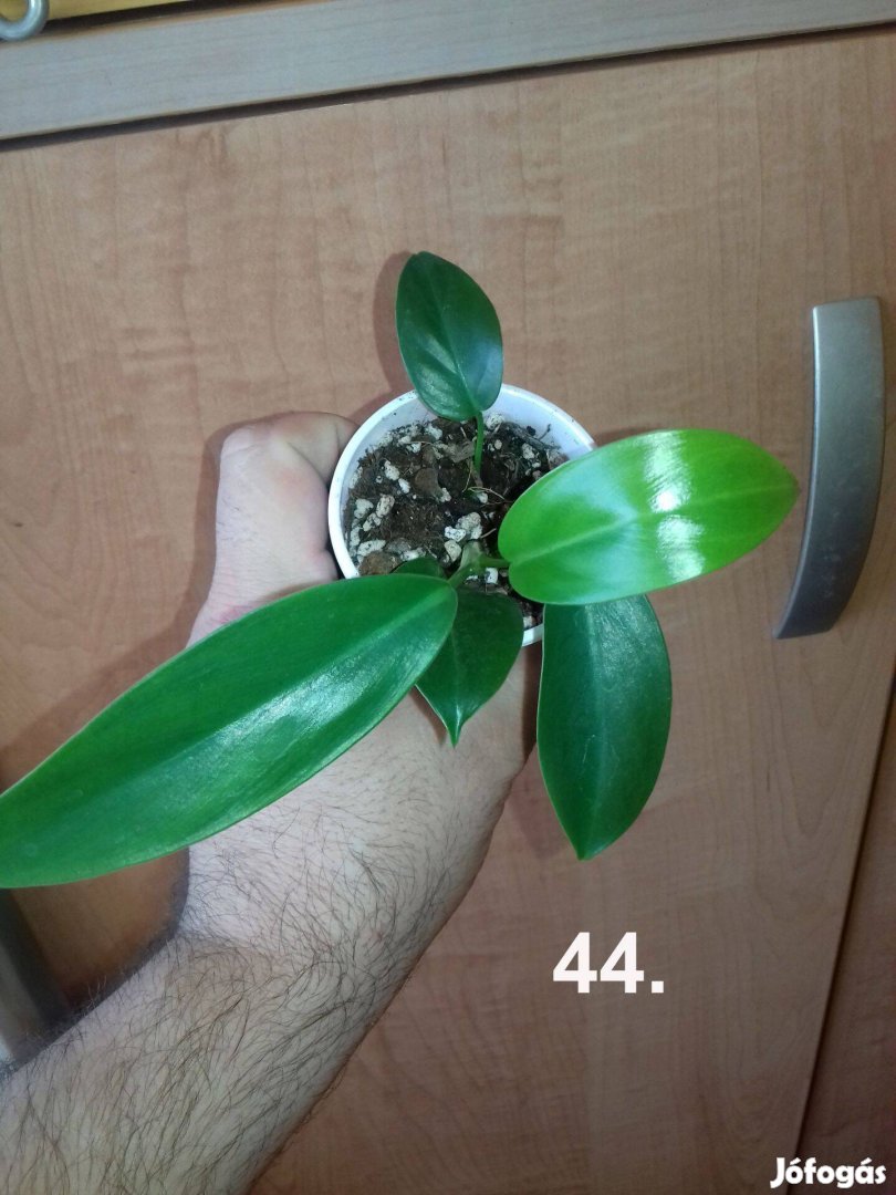 Philodendron hastatum green 44.sz