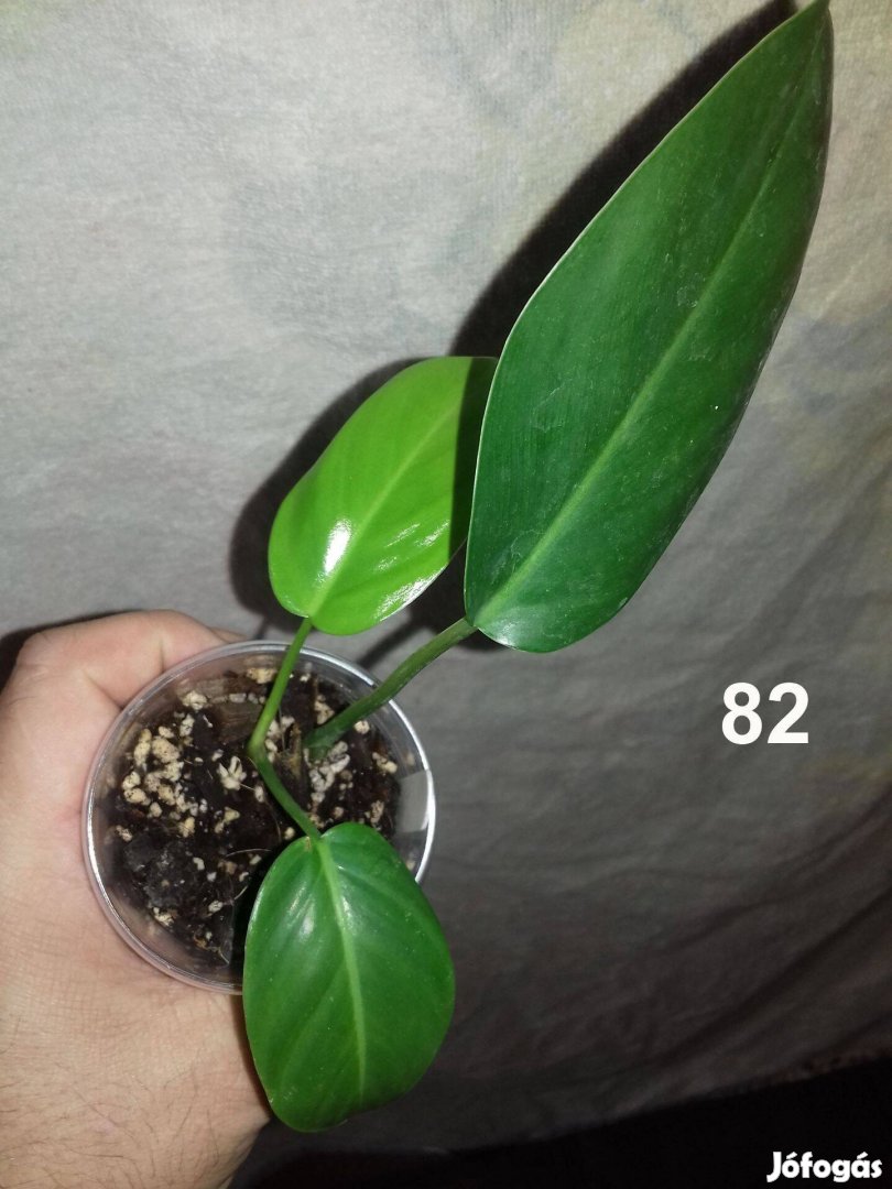 Philodendron hastatum green 82.sz