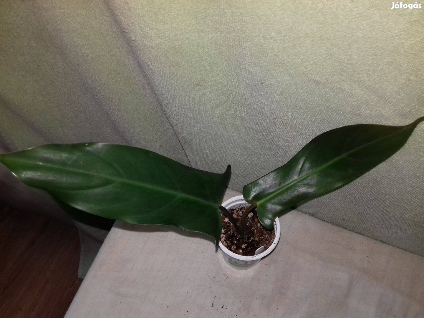 Philodendron mexicanum (33.)