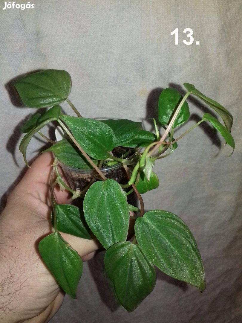 Philodendron micans 13.sz