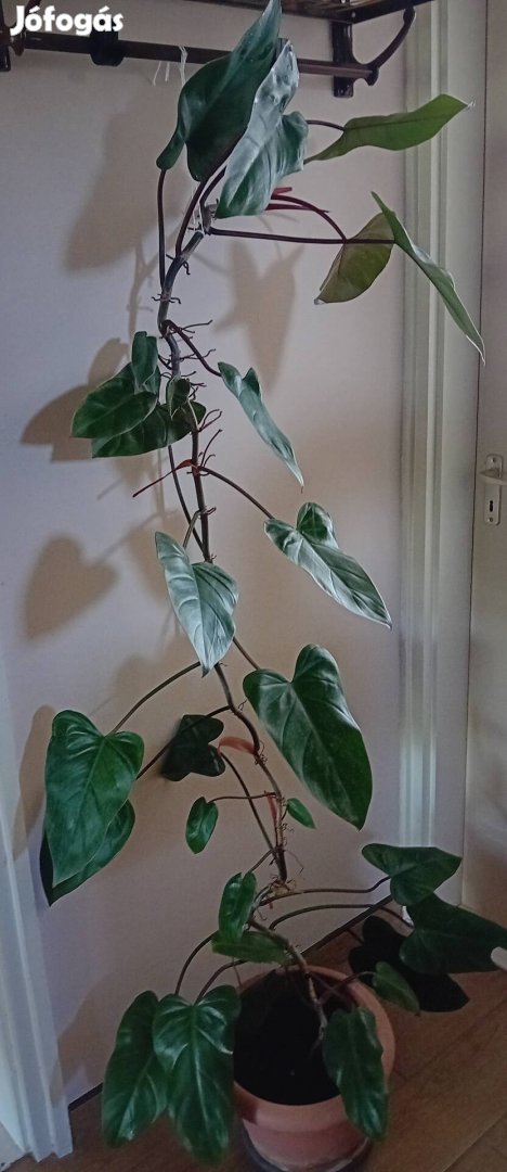 Philodendron műnövény Imre részére