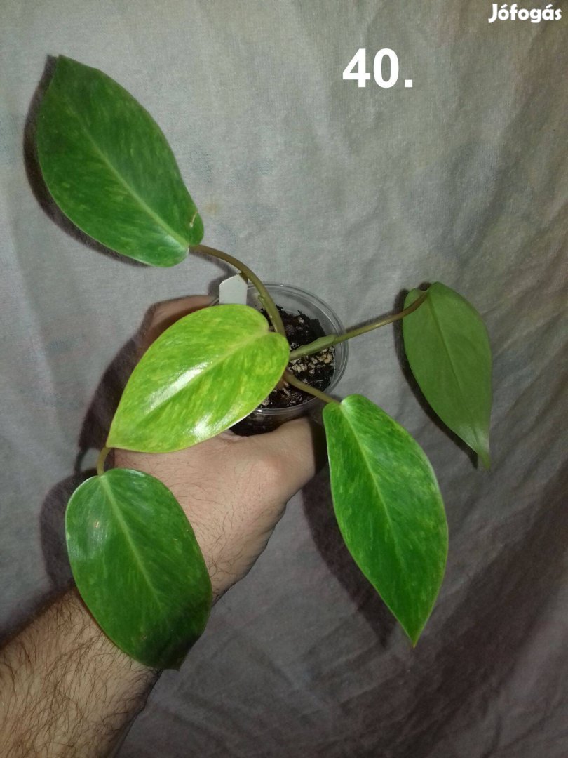 Philodendron painted lady 40.sz