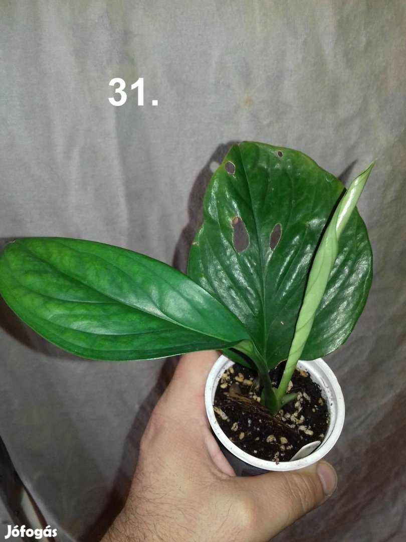 Philodendron pinnatipartita 31.sz