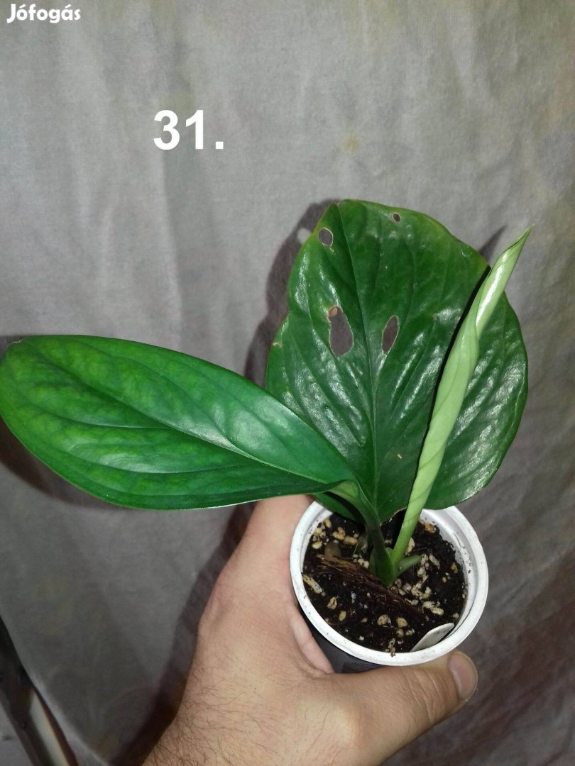 Philodendron pinnatipartita 33.sz