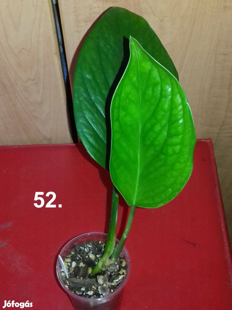 Philodendron pinnatipartita 52.sz