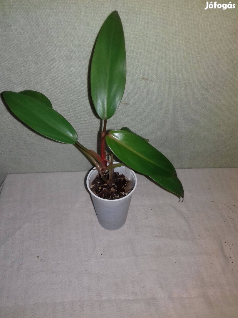 Philodendron red emerald 50