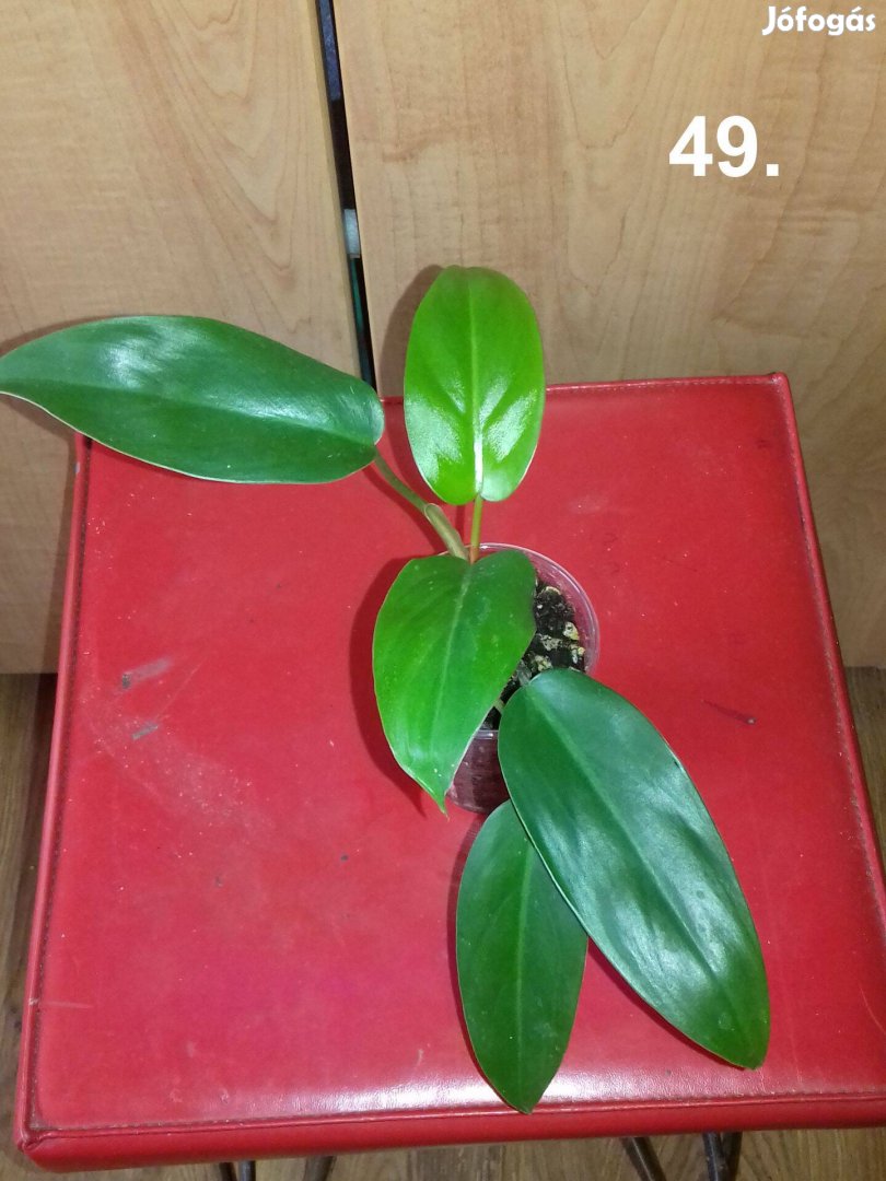 Philodendron red wings 49.sz