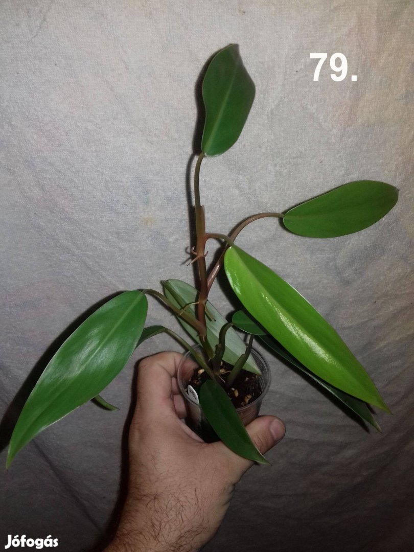 Philodendron red wings 79.sz