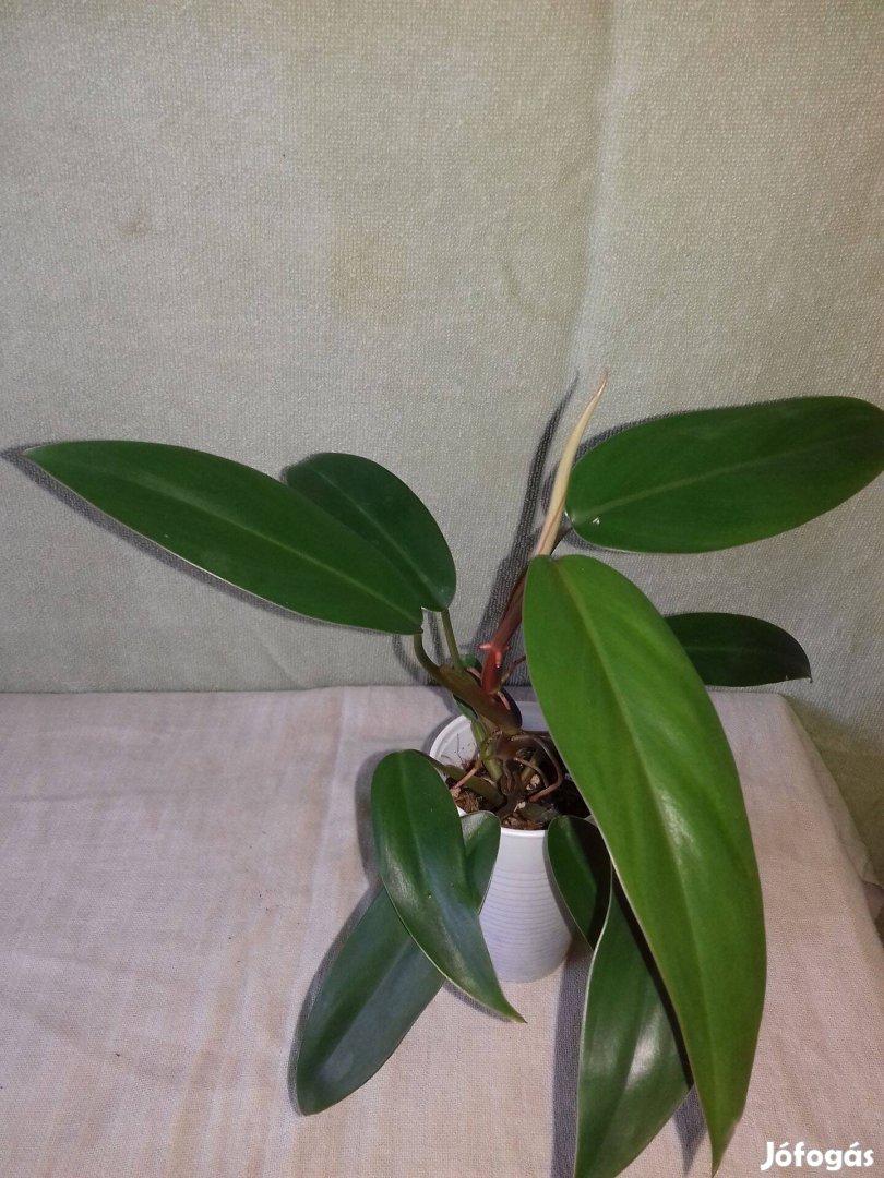 Philodendron red wings (36.)