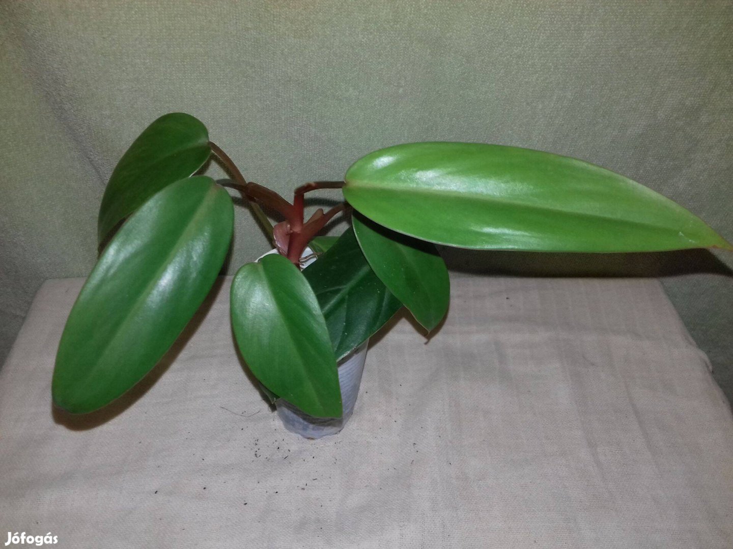 Philodendron red wings (67.)