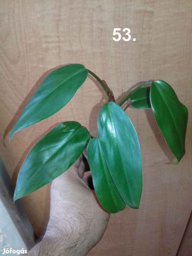 Philodendron redemerald 53