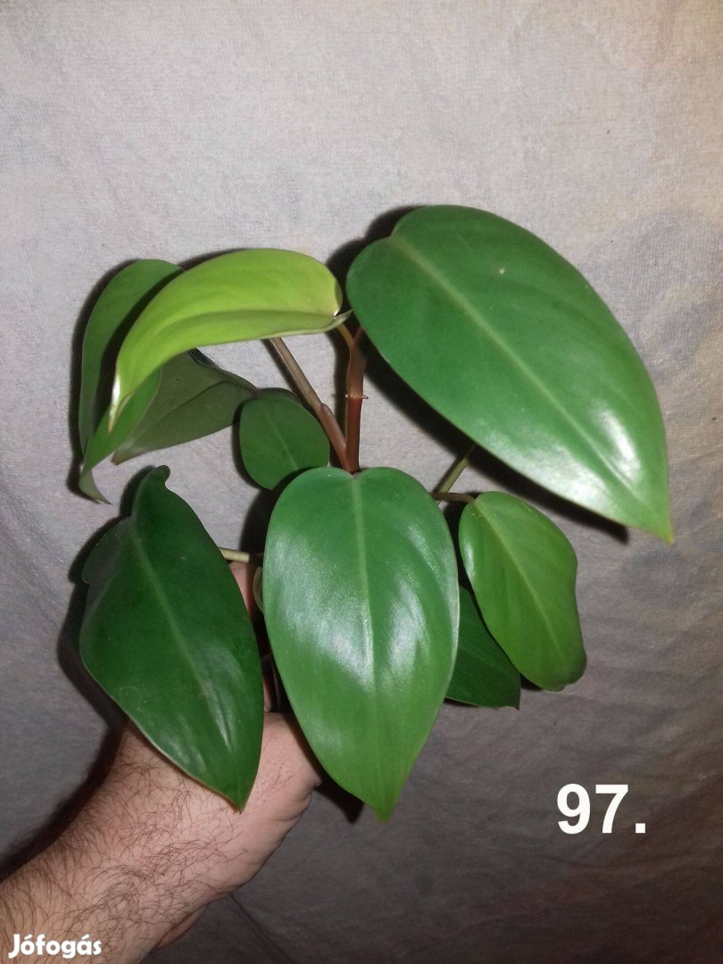 Philodendron redwings 97. sz